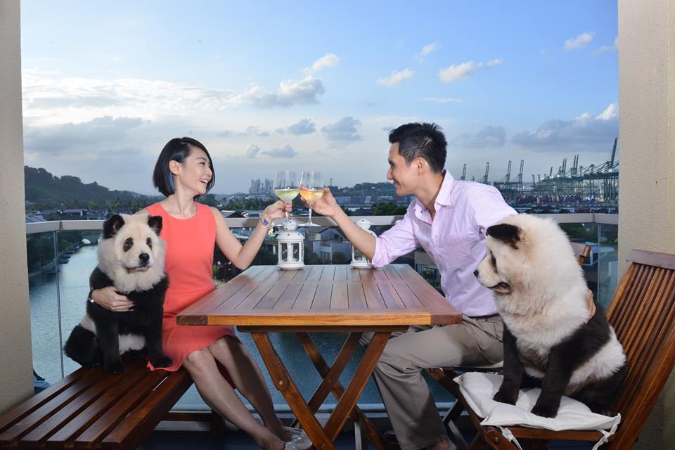 families chow chow