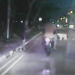 dog accident