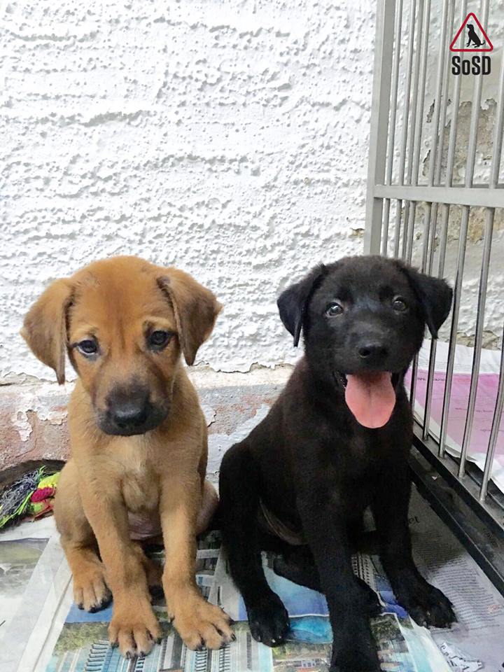 puppies 3