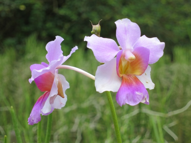 vanda