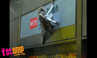 Barn owl at Toa Payoh MRT Station; (Photos from STOMP)