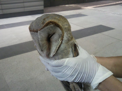 Barn owl at Stadium MRT Station; (Photo from ACRES Facebook page)