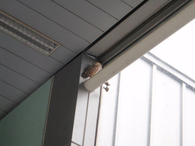 Barn owl at Punggol LRT Station; (Photo from ACRES Facebook page) 