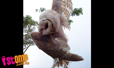 Dead barn owl, Punggol; (Photo from STOMP)