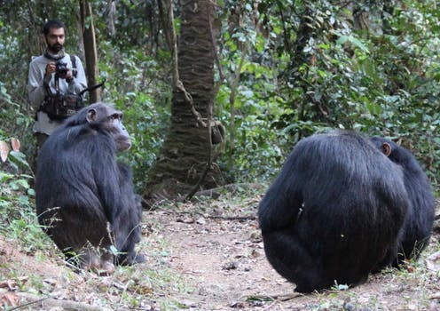 Studying chimpanzee calls for clues about the origins of human language