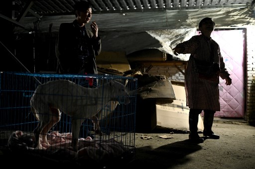 china-animal-rescuer-shares-home-with-1,300-dogs