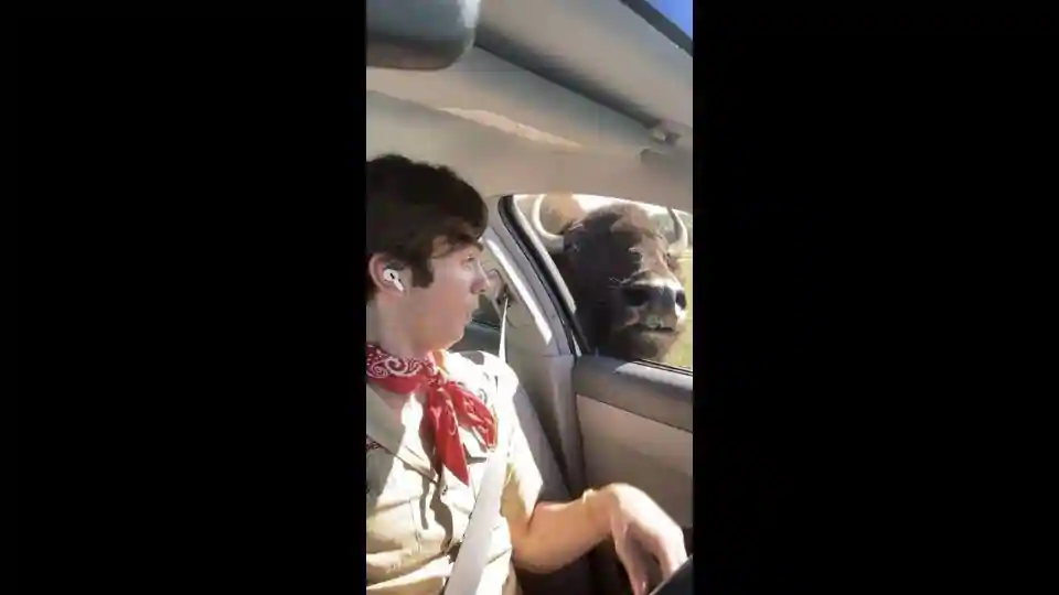 bison-pokes-head-inside-car-looking-for-bread,-driver-reacts-hysterically.-watch