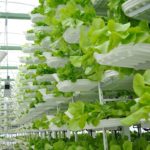making-singapore-a-land-of-farmers