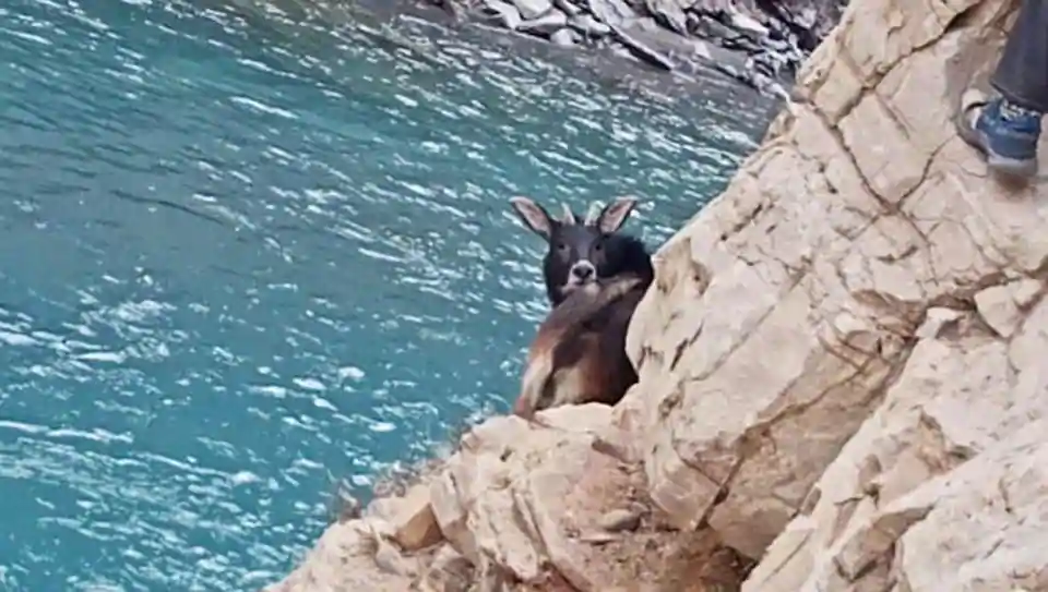 good-news-for-nature-lovers:-rare-himalayan-serow-caught-on-camera-after-many-years.-watch