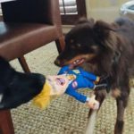 joe-biden’s-dogs-play-tug-of-war-with-trump-toy-and-not-many-are-happy