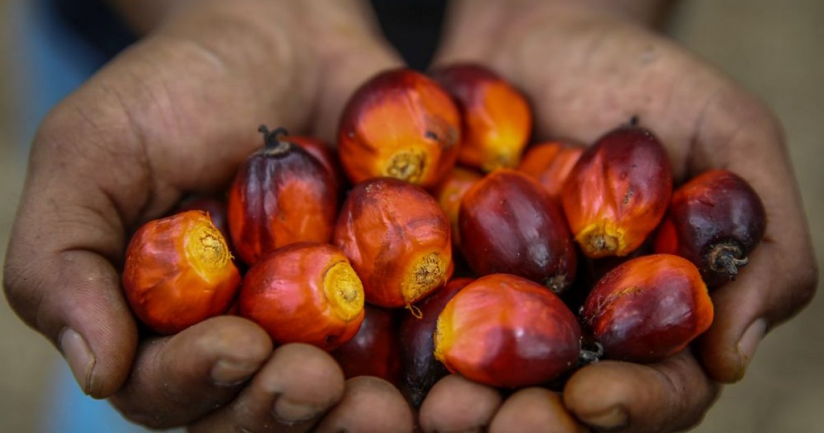 refiners-group-offers-to-aid-putrajaya-in-fight-against-europe’s-palm-oil-discrimination