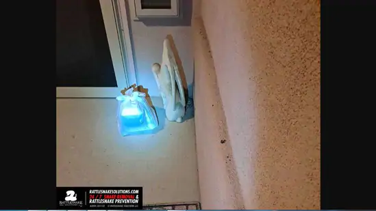 Picture of woman-finds-snake-'guarding'-her-food-delivery.-can-you-spot-the ...