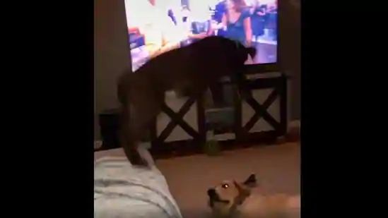 dog-practices-‘wwe-moves’-on-pooch-sibling.-seen-the-adorably-funny-video-yet?