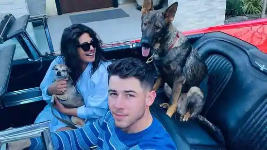 priyanka-chopra-was-banned-from-using-jonas-pet-gino’s-instagram-for-this-reason