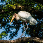 adopt-an-animal,-sponsor-a-facility-to-help-lighten-taiping-zoo-and-night-safari’s-operation-costs
