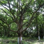 international-day-of-forests-2021:-significance,-theme-of-the-day