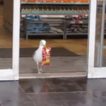 seagull-walks-into-a-store,-steals-a-packet-of-snack.-video-amuses-people