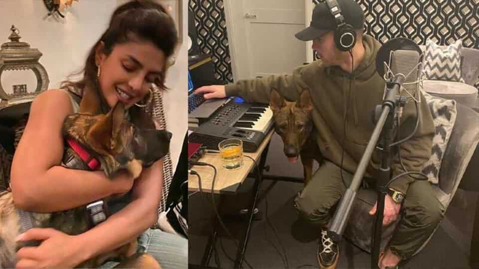 nick-jonas-says-pet-gino-‘had-the-best-melody-ideas’-as-he-joins-him-at-work,-priyanka-chopra-captures-the-moment