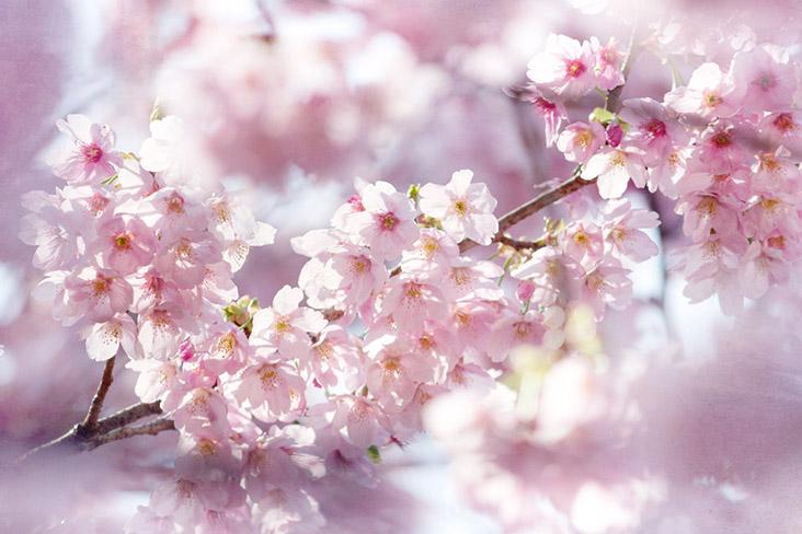 ‘sakura’-shrimp-and-cherry-blossom-latte:-spring-has-arrived-in-japan!