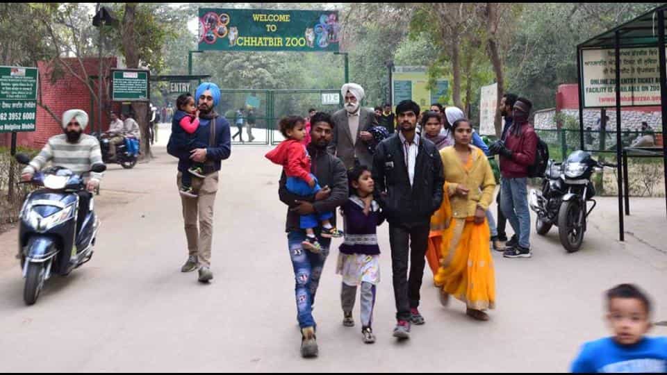 covid-surge:-chhatbir-zoo-to-remain-closed-on-sundays