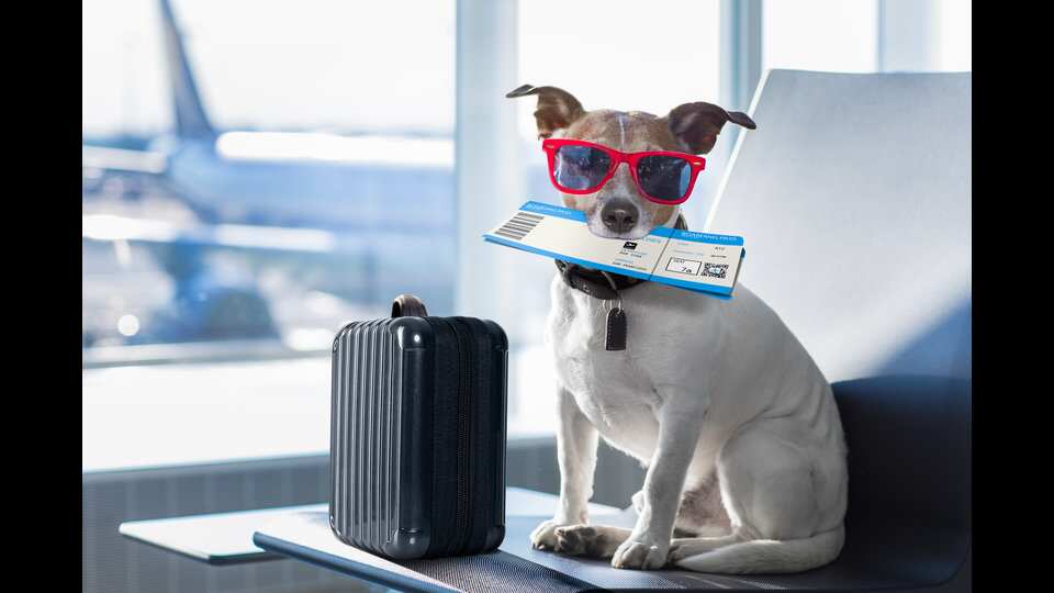 doggo,-kitty-or-birds-–-all-are-welcome-aboard-on-the-flight-of-pet-lovers’-fancy!