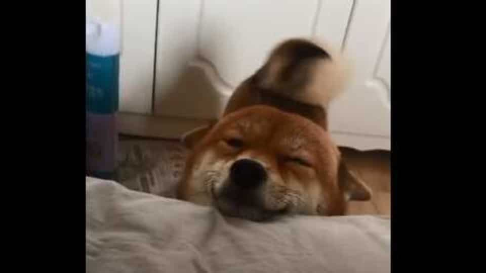 happy-doggo-wakes-human-up-with-cheerful-tail-wiggles.-you’ll-love-the-video