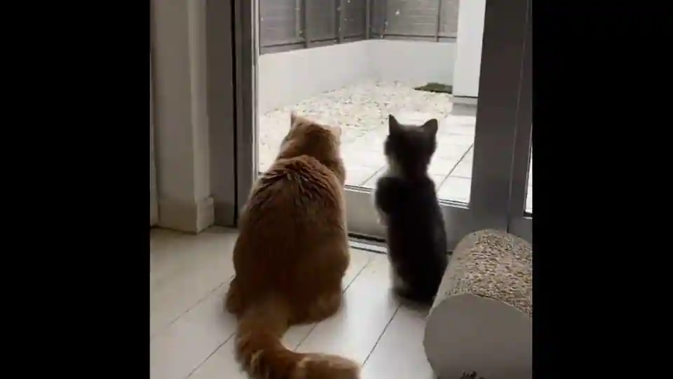 curious-cats-experience-snowfall-for-the-first-time.-watch-adorable-video