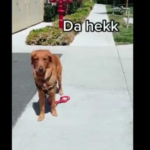 human-drops-doggo’s-leash-intentionally-during-walk,-its-reaction-wins-hearts