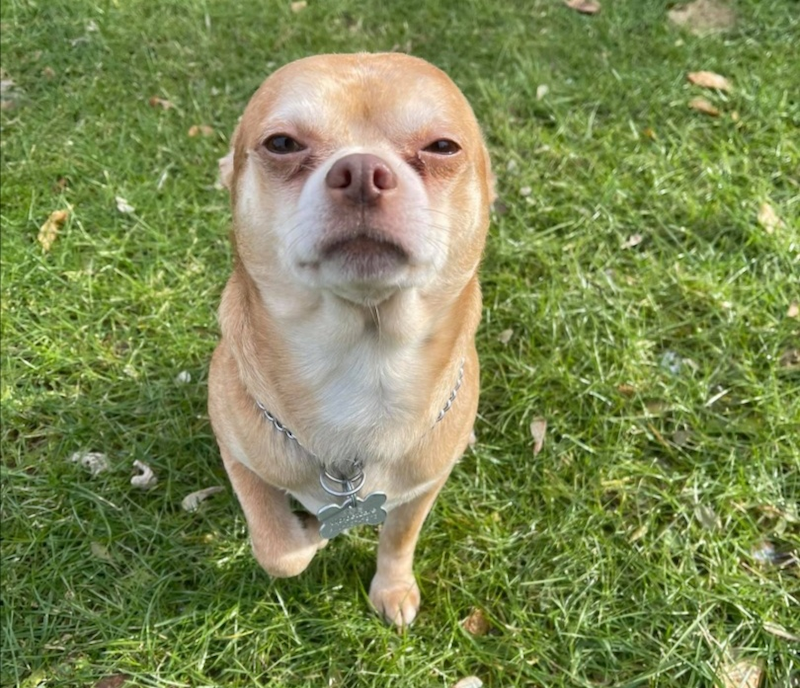 ‘looks-like-a-gremlin’:-chihuahua-in-us-goes-viral-on-social-media-thanks-to-funny-adoption-post-by-rescuer