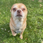 ‘looks-like-a-gremlin’:-chihuahua-in-us-goes-viral-on-social-media-thanks-to-funny-adoption-post-by-rescuer