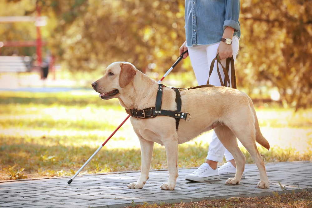 robotic-dog-to-guide-the-blind-and-visually-impaired-(video)