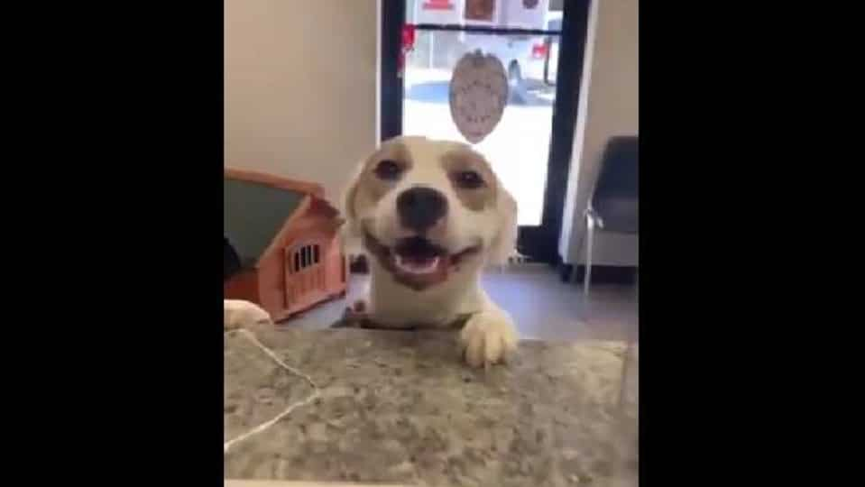 shelter-dog-‘paw-bumps’-human-while-going-to-its-forever-home.-watch