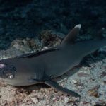 in-sipadan,-mystery-skin-disease-among-sharks-has-scientists-and-divers-baffled