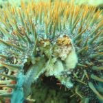 coral-reefs-at-sabah’s-tunku-abdul-rahman-marine-park-in-danger-following-aggressive-crown-of-thorns-starfish-outbreak