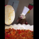 ‘compliments-to-the-chef’:-fluffy-ferret-replicates-dish-from-movie-ratatouille