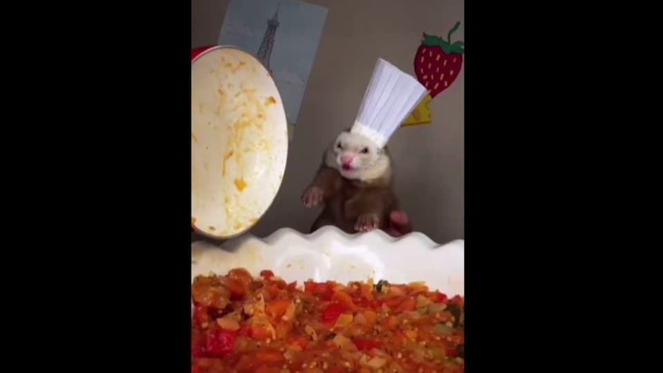 ‘compliments-to-the-chef’:-fluffy-ferret-replicates-dish-from-movie-ratatouille