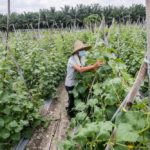 4ir-enabled-farmers:-solving-national-food-security-–-rais-hussin-and-margarita-peredaryenko