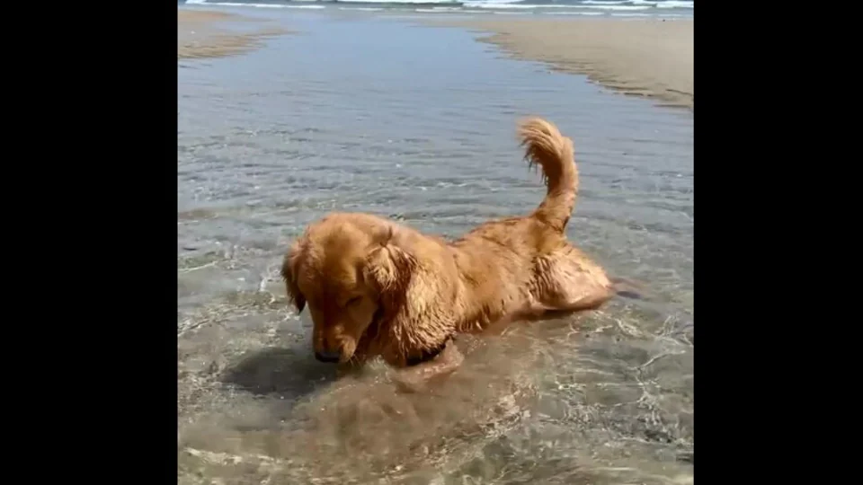 dog-working-hard-on-‘doggy-paddle’-gets-spooked-by-crab.-watch-viral-clip