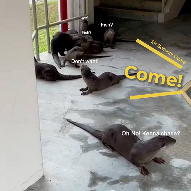 singapore’s-education-ministry-building-receives-visit-from-family-of-10-otters