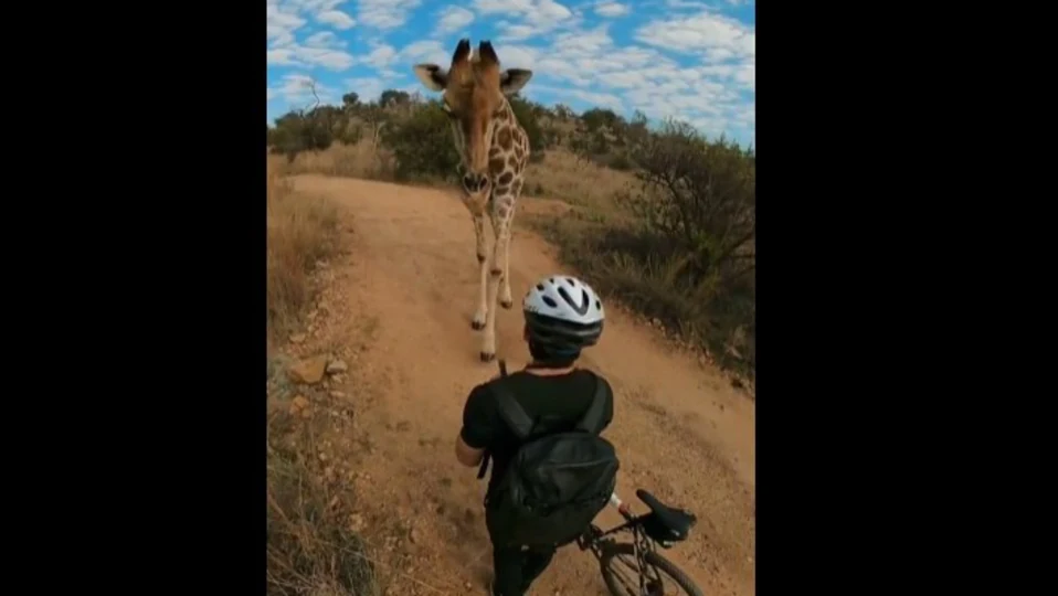 man-gets-‘knighted’-by-giraffe-while-cycling-in-south-africa.-watch