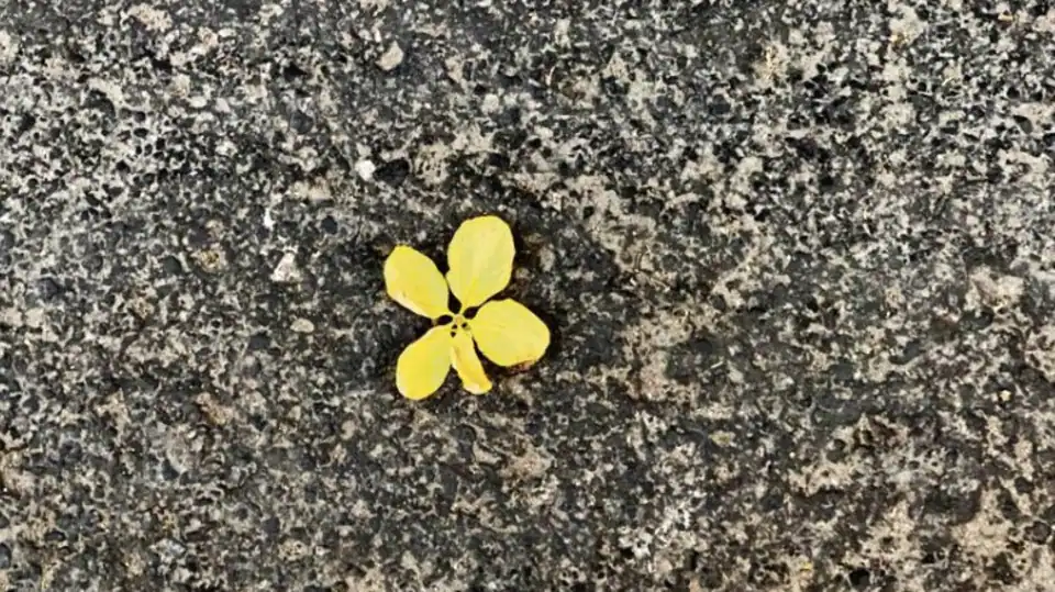 delhiwale:-amaltas-in-a-season-of-loss