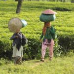 covid-19-spreads-to-assam-tea-gardens;-nearly-300-cases-reported