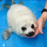 baby-seal-gets-bamboozled-after-feeling-water-for-the-first-time.-watch