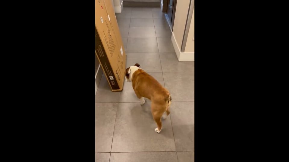 doggo-acts-extra-cautious-around-suspicious-package,-does-this.-watch