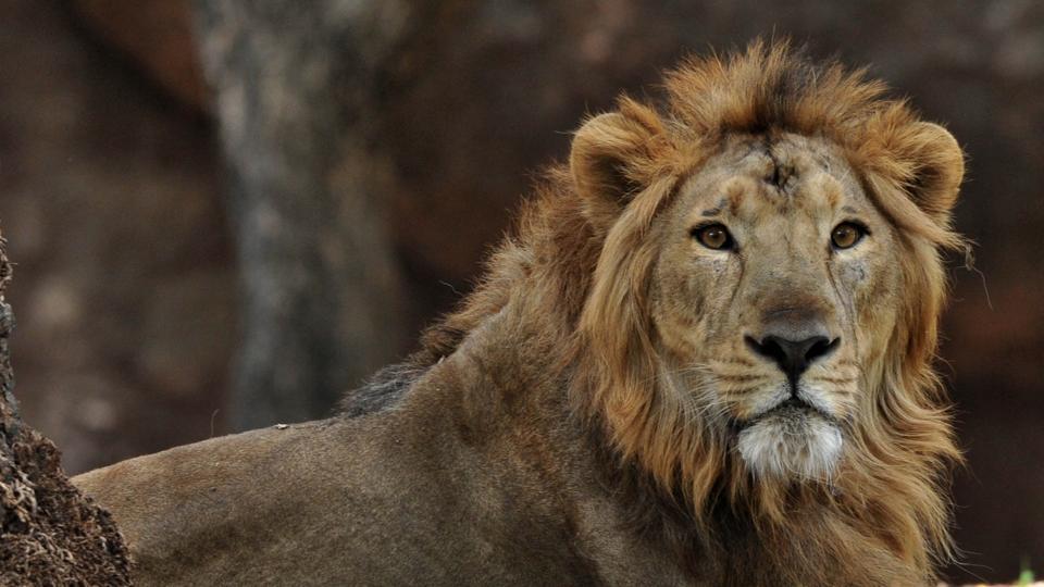 lion-found-covid-19-positive-at-rajasthan’s-nahargarh-biological-park