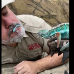 lizard-grabs-worm-off-zoo-owner’s-lip,-video-leaves-people-with-varied-thoughts