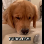 doggo-thinks-mom-is-bored-in-bathtub,-brings-her-toys.-watch-adorable-video