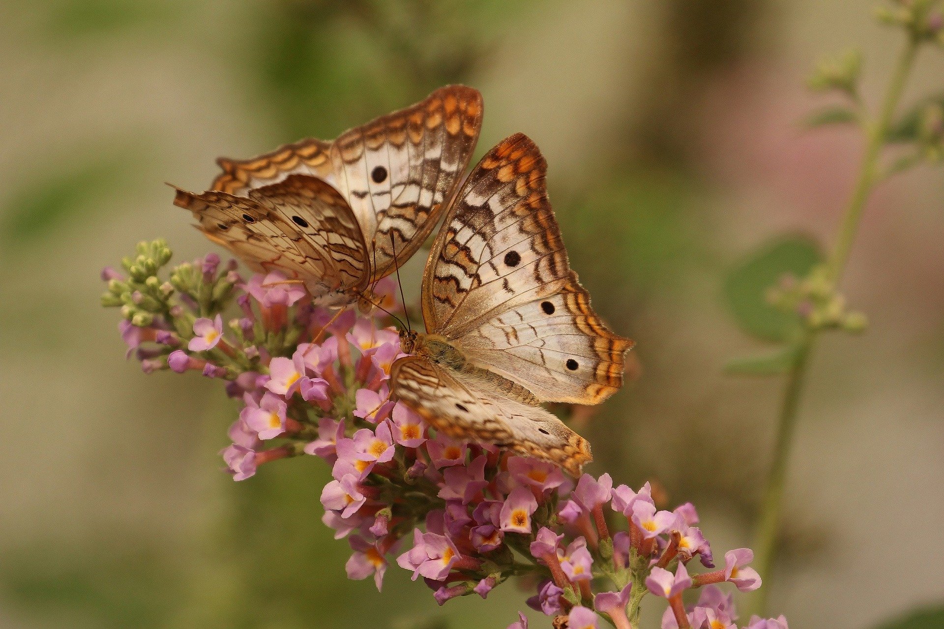 Butterfly Butterflies