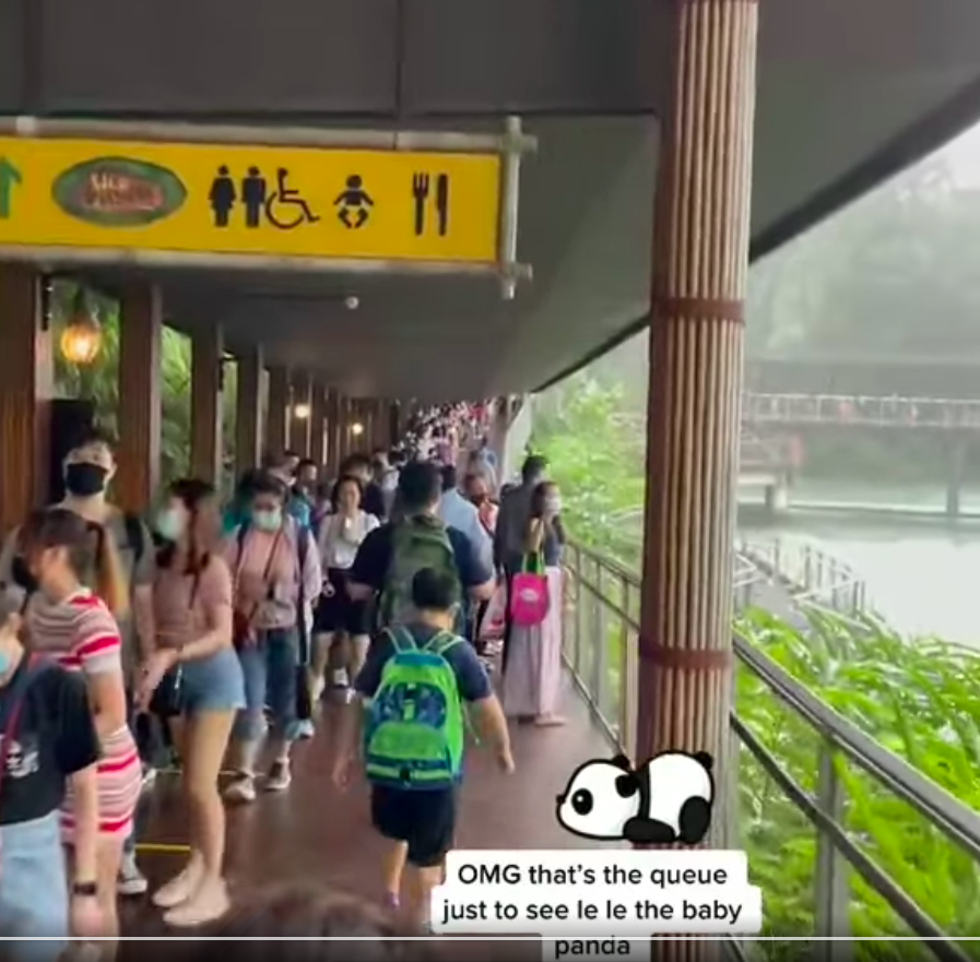 Panda cub still sees snaking queues, netizens don't understand its hype, others fear COVID virus spread