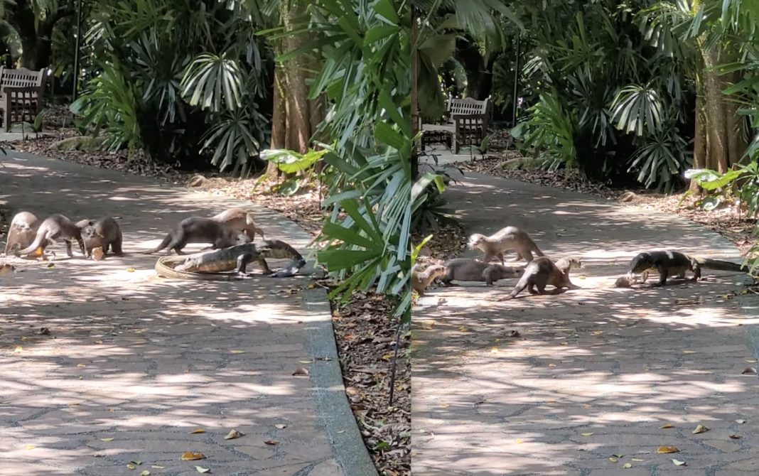 monitor lizard